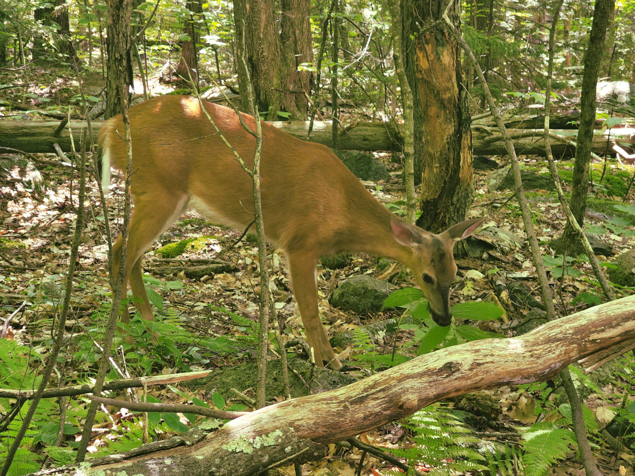 Deer eating plants