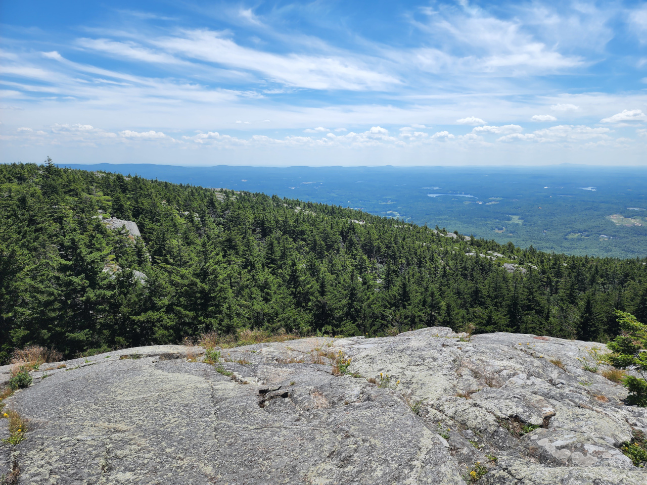 View over the pines