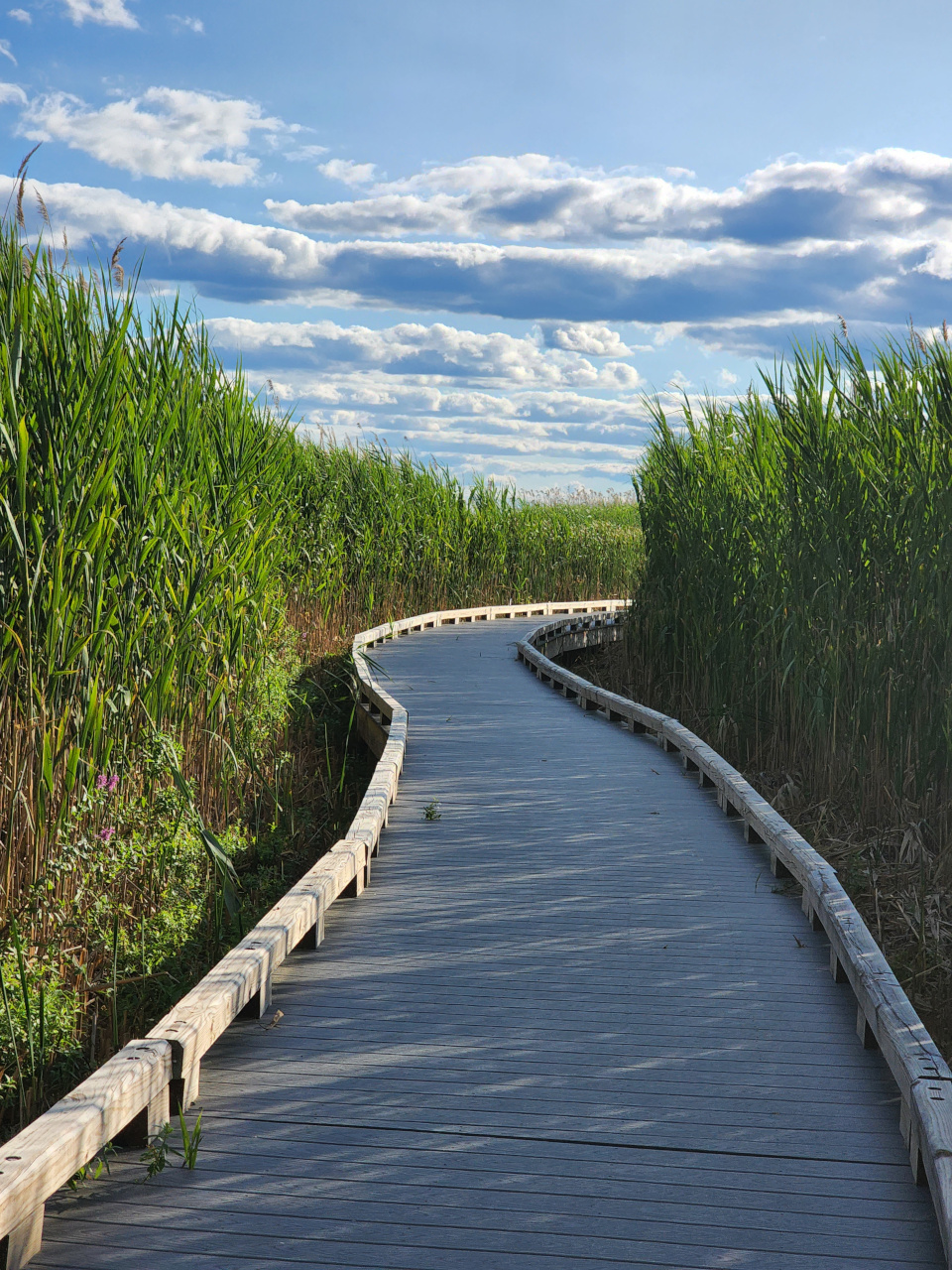 Marsh grasses