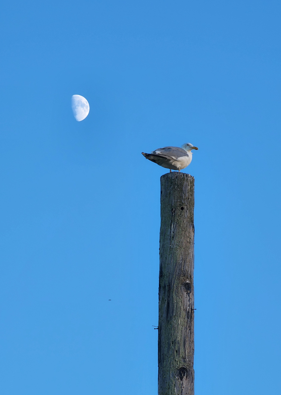 Seagull and moon