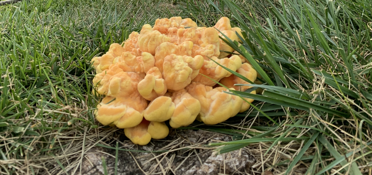 Chicken of the woods