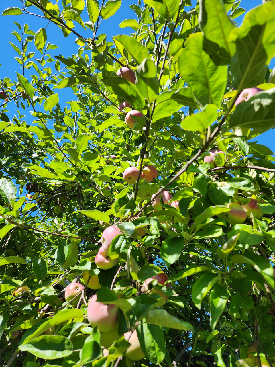 Apple tree