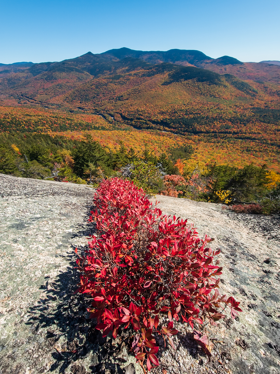 Red bushes